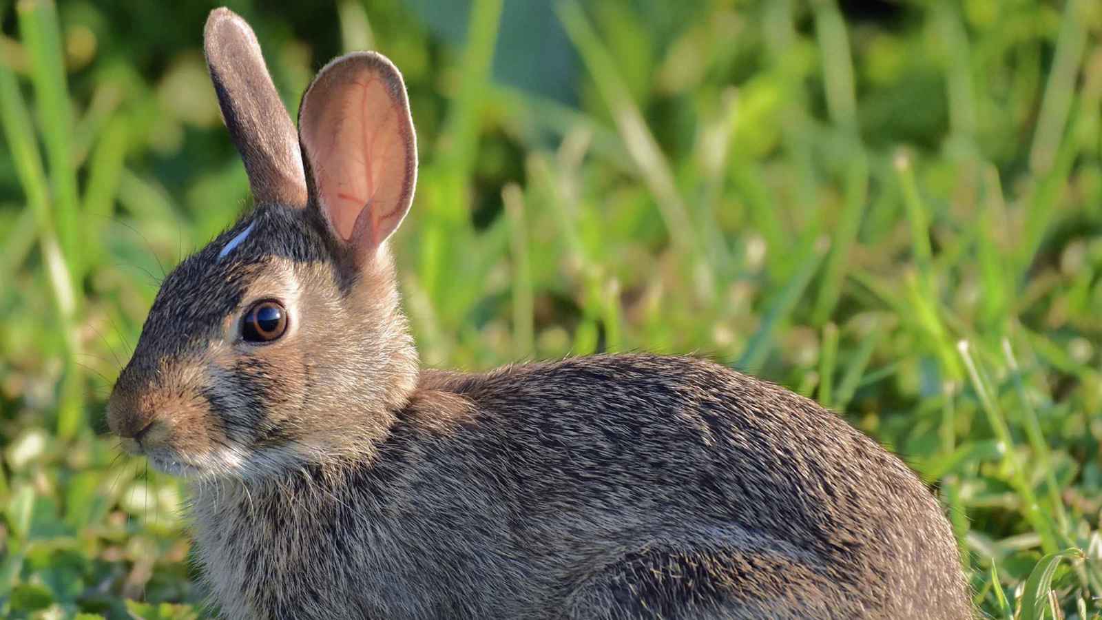 أرنب يتسلل إلى محرك طائرة أمريكية ويتسبب بهبوط اضطراري (فيديو)