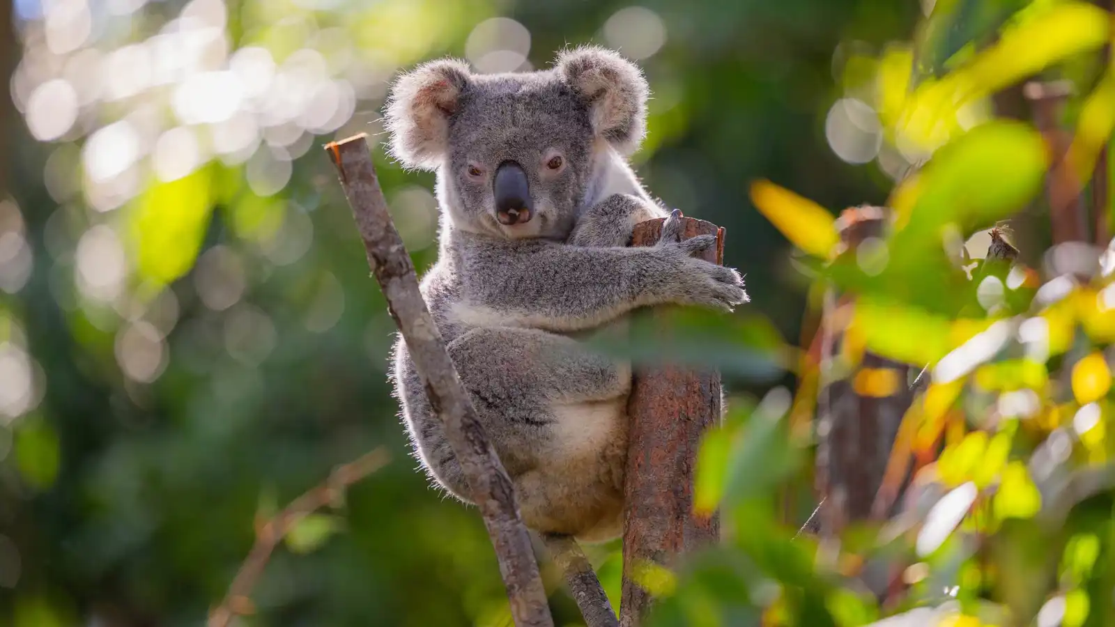 بمشهد طريف.. كوالا يستقل حافلة هربا من الزحام (صور)