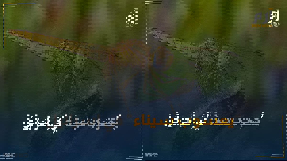 "يعسوب سيناء" في إسرائيل.. ظاهرة تثير قلق العلماء