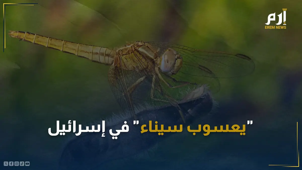 "يعسوب سيناء" في إسرائيل.. ظاهرة تثير قلق العلماء