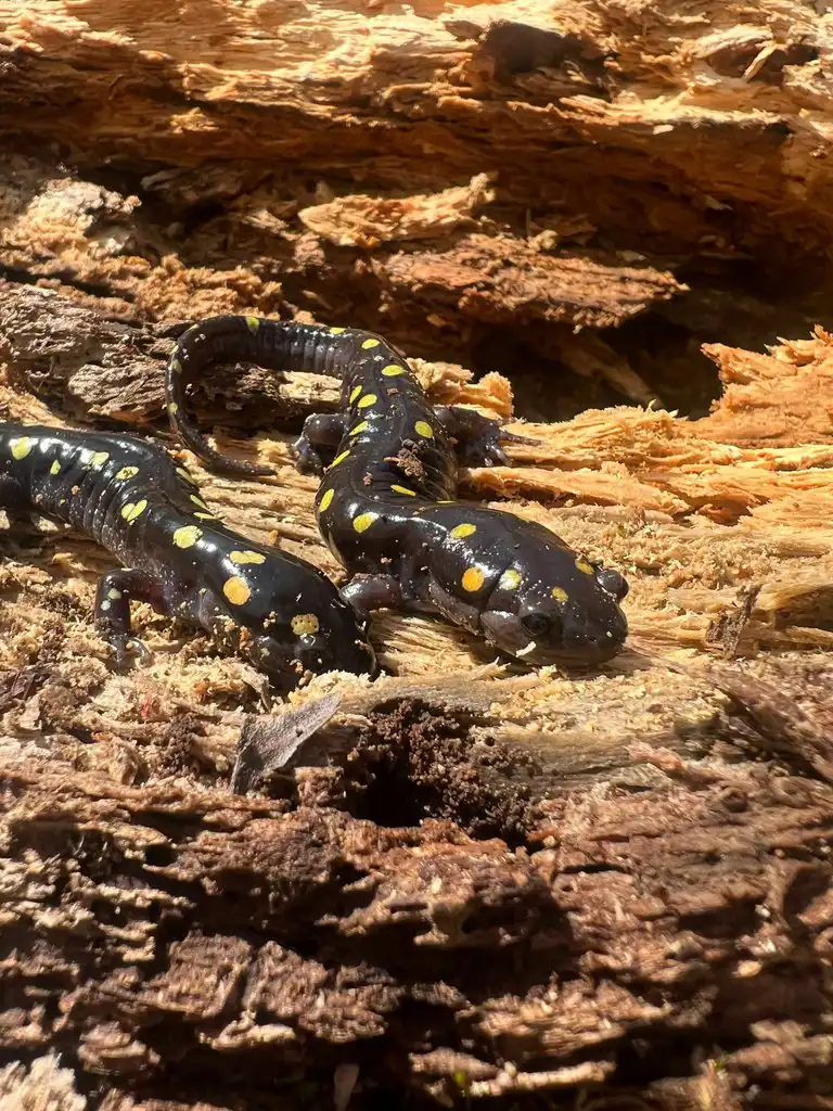 السمندر المرقط