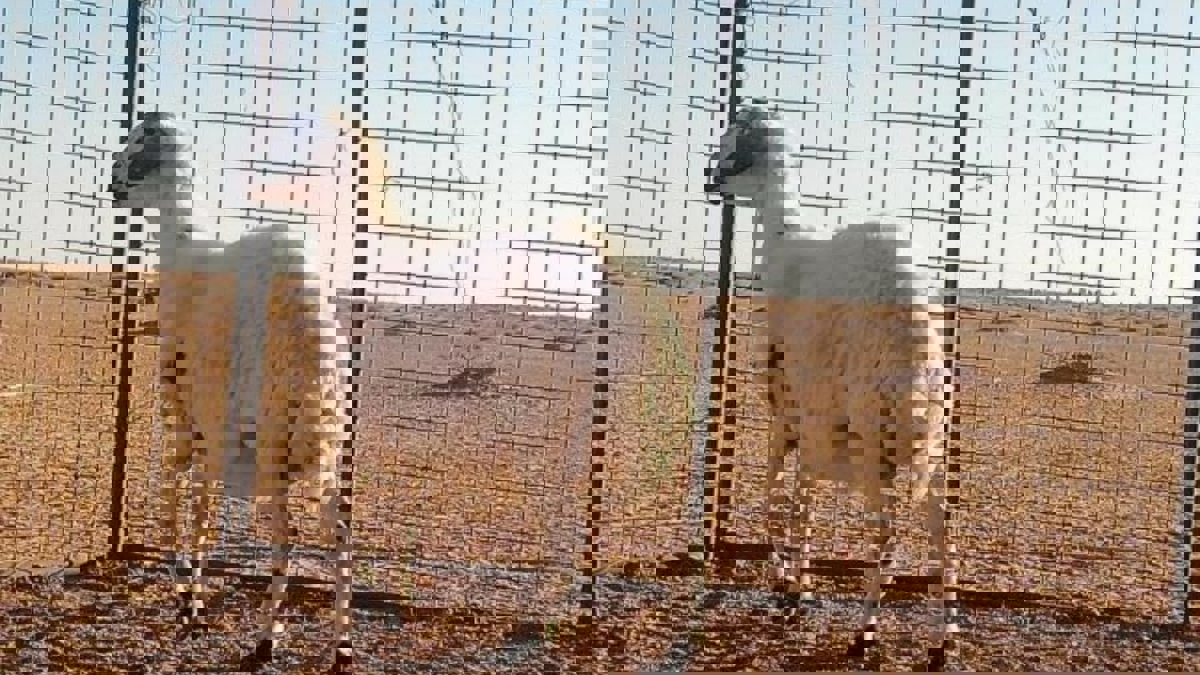 بالفيديو.. بيع "نعجة" بسعر لا يصدق في مزاد بالكويت