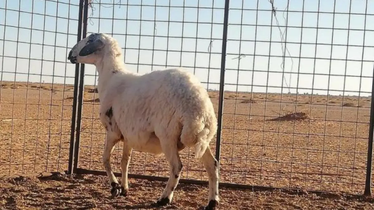 بالفيديو.. بيع "نعجة" بسعر لا يصدق في مزاد بالكويت