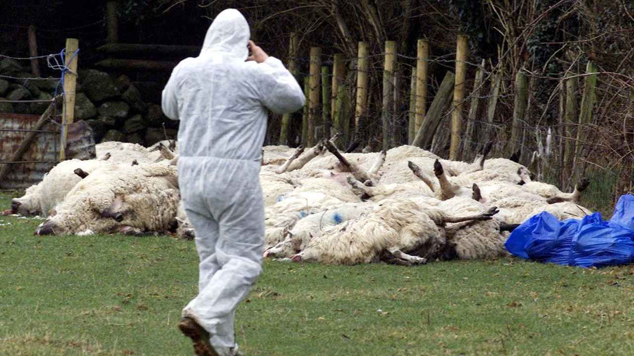 بسبب الحمى القلاعية.. بريطانيا تحظر واردات الماشية من ألمانيا