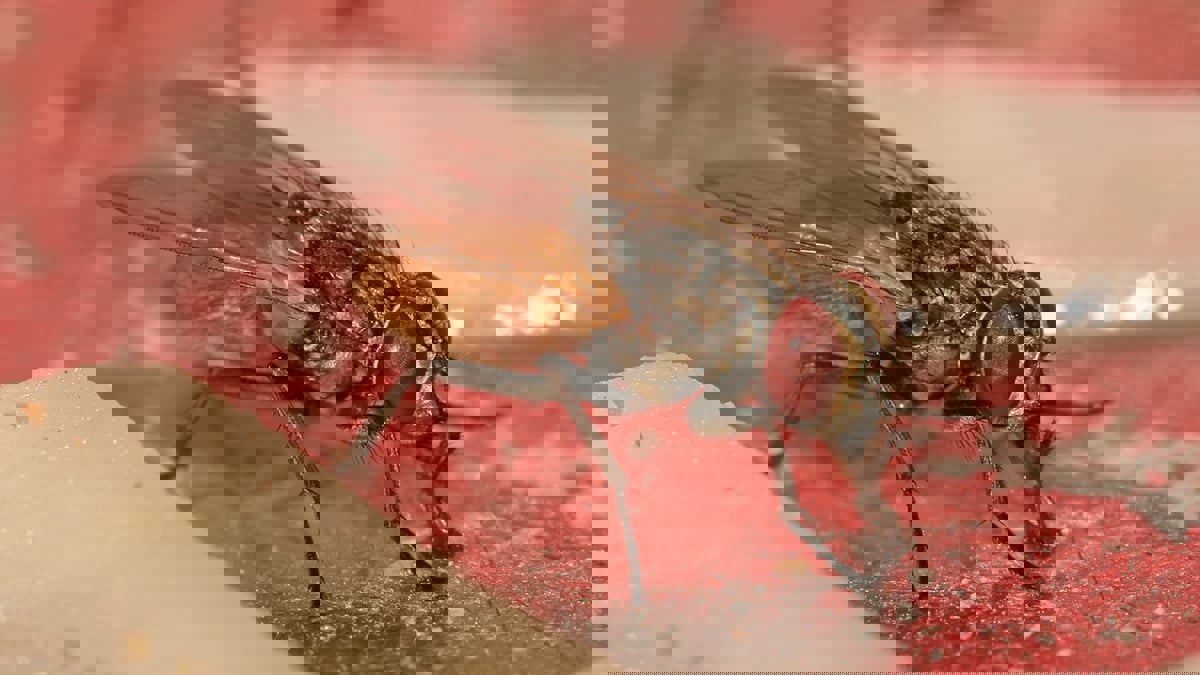 هل لوجود ذبابة في المنزل معنى روحي خفي؟‎‎