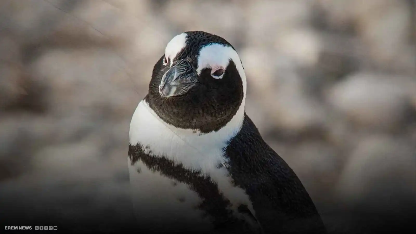 بطاريق جنوب إفريقيا تصارع الانقراض.. ما علاقة أسماك السردين؟ (فيديو إرم)