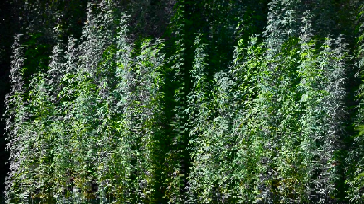 المغرب يصدر الرخص الأولى لإنتاج القنب
