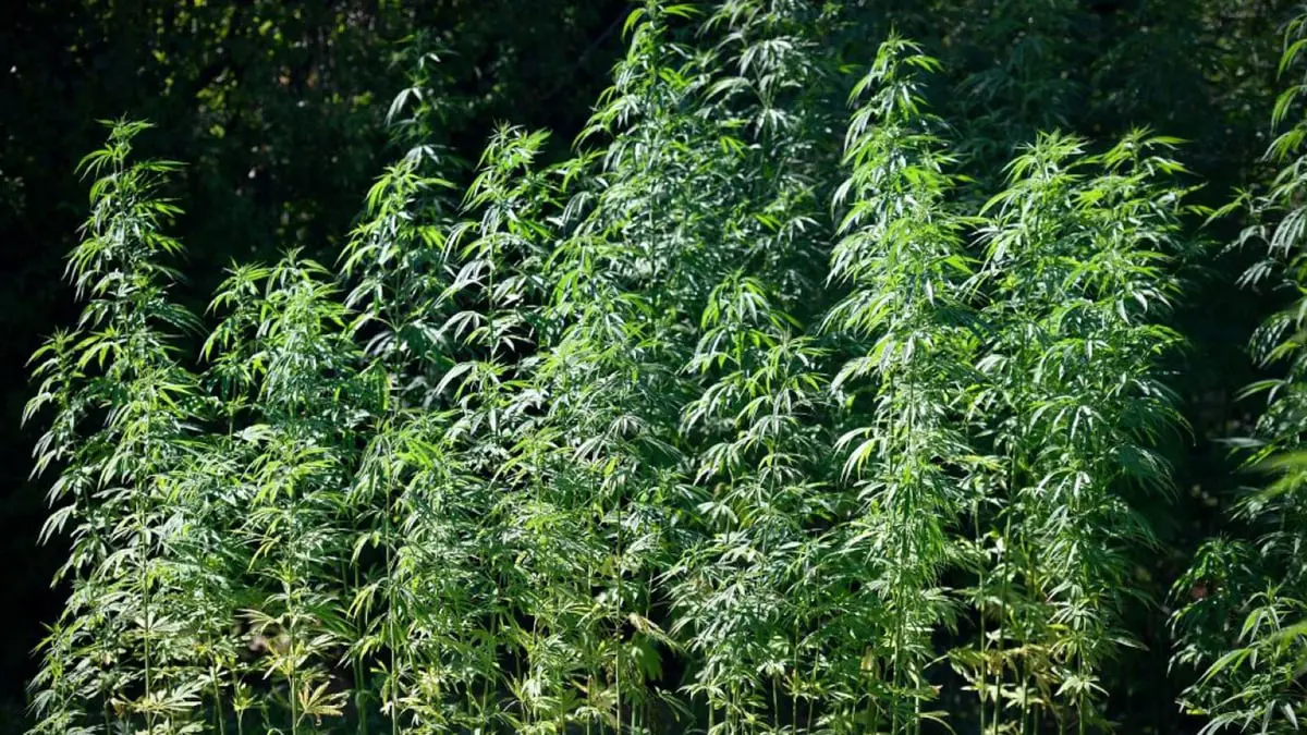 المغرب يصدر الرخص الأولى لإنتاج القنب
