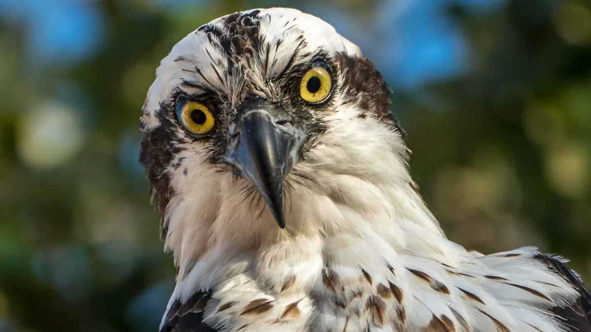 القاضي رفح إطلاق سراحه.. طائر جارح يخضع للاستجواب (صور)