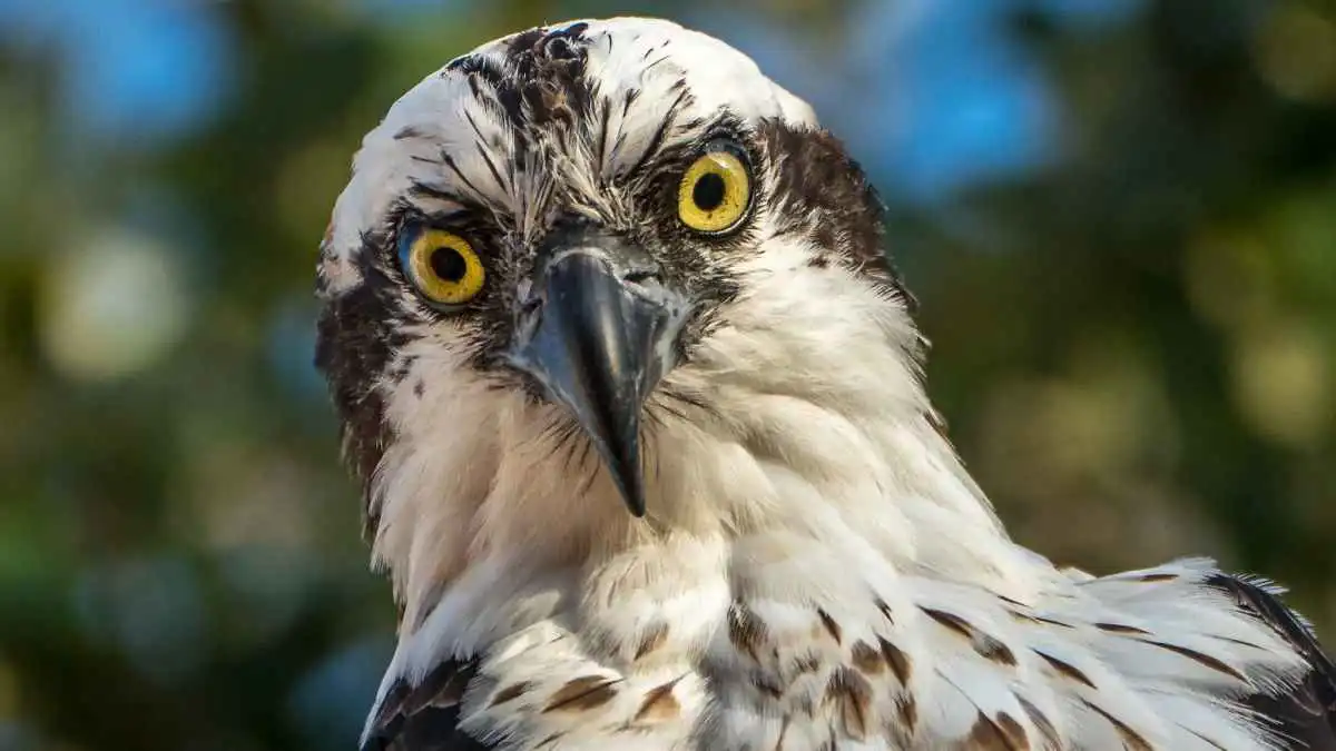 القاضي رفح إطلاق سراحه.. طائر جارح يخضع للاستجواب (صور)