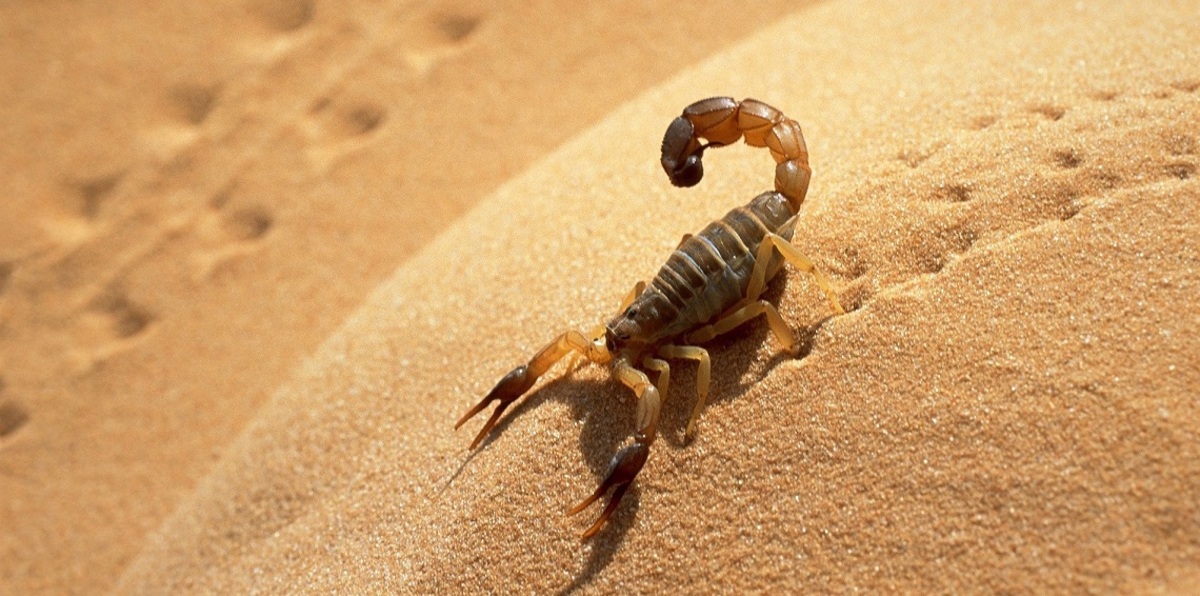 "تجارة العقارب".. أزمة جديدة تطارد النظام البيئي في إيران