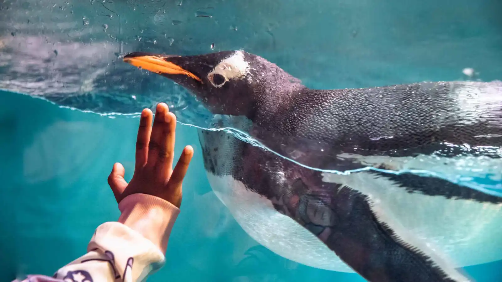 بطاريق حدائق الحيوان تشيخ بيولوجياً أسرع من نظيراتها البرية