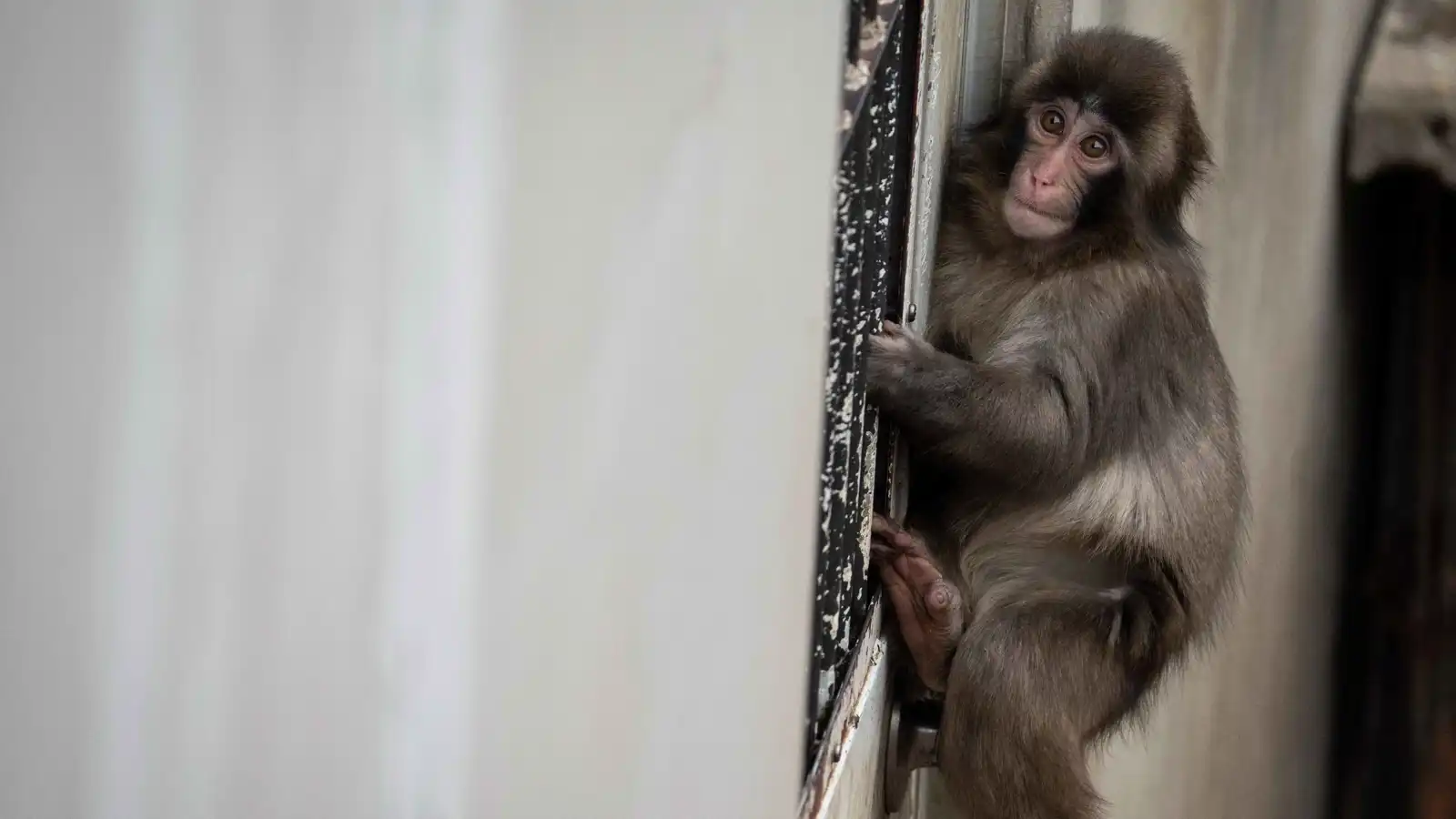 مصر.. استنفار بمدينة السادات بحثًا عن قرد هارب (فيديو)