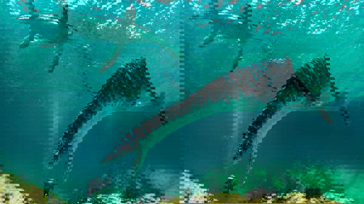 السعودية.. اكتشاف بقايا أحفورية نادرة تصل أعمار بعضها إلى 80 مليون عام