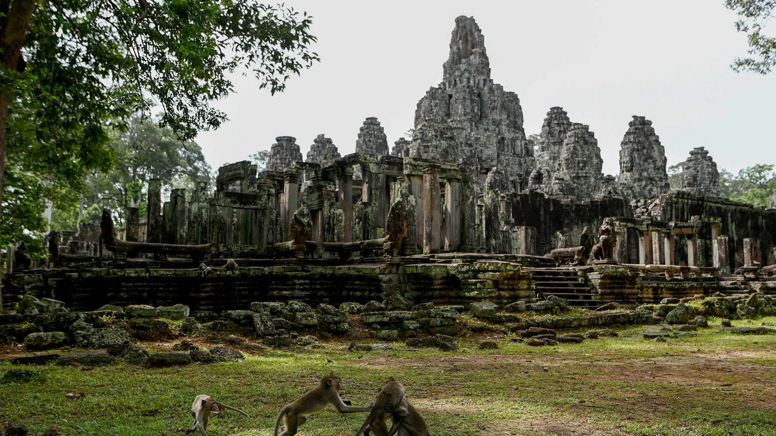 القرود تهاجم سياح كمبوديا بسبب "يوتيوب"