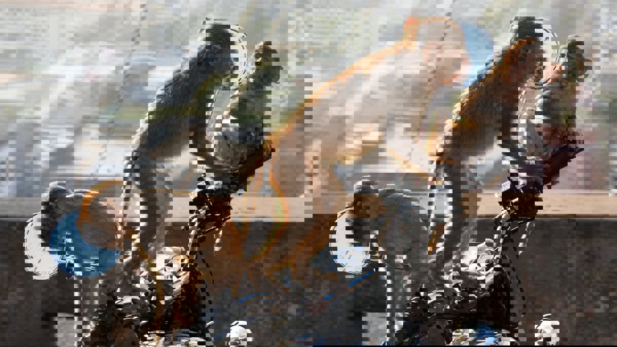 بريطانيا توفر "لقاح الجدري" لمرض "جدري القرود"