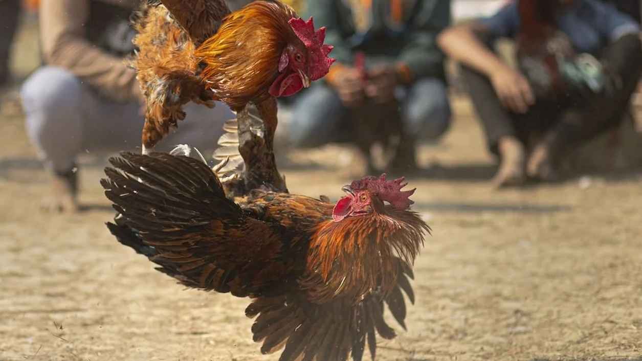 مذبحة "صراع الديوك".. هجوم دموي يخلّف 12 قتيلاً في الإكوادور