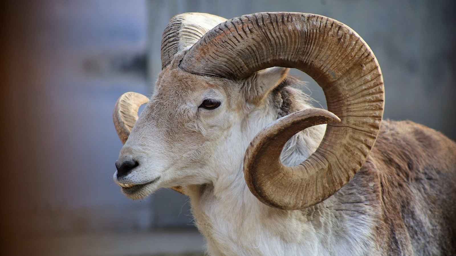 من الاستنساخ للمحاكم.. خروف "قرغيزي" يثير جدلاً (فيديو)