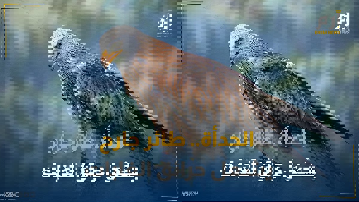 الحدأة.. طائر جارح ومتسبّب رئيس في إشعال الحرائق بالغابات