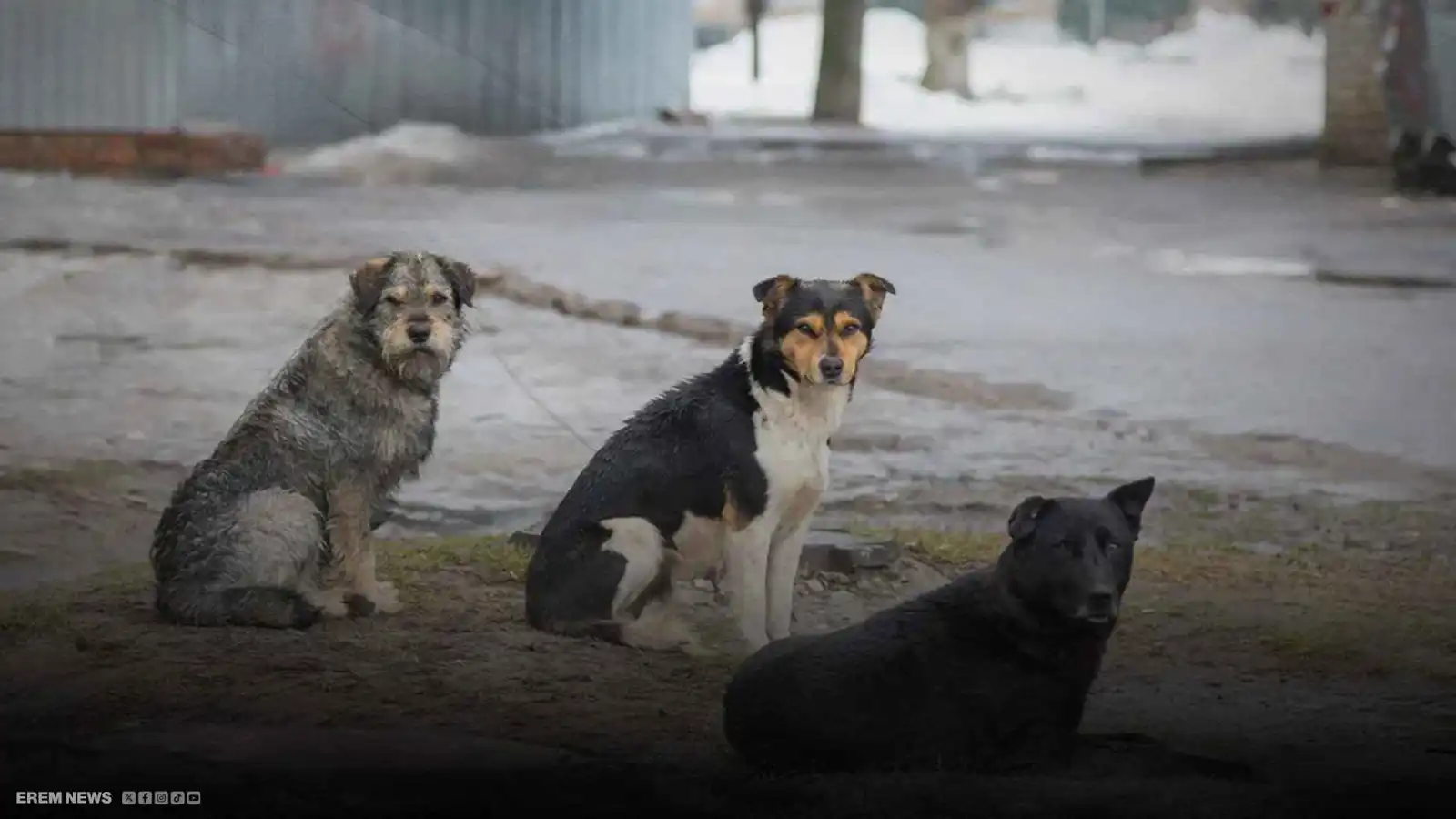 عظامها بين فكي كلاب ضالة.. نهاية مفجعة لرضيعة بالجزائر (فيديو إرم)