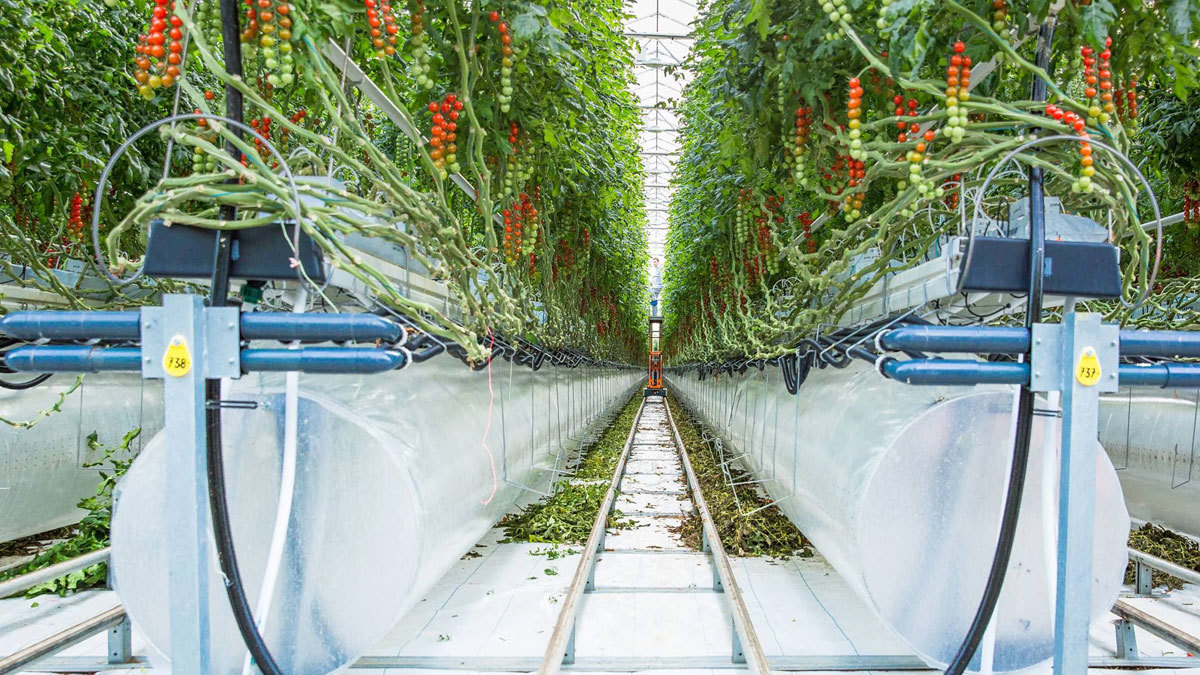 شركة إماراتية تجمع 50 مليون دولار من صكوك لزراعة البندورة والخضروات الورقية