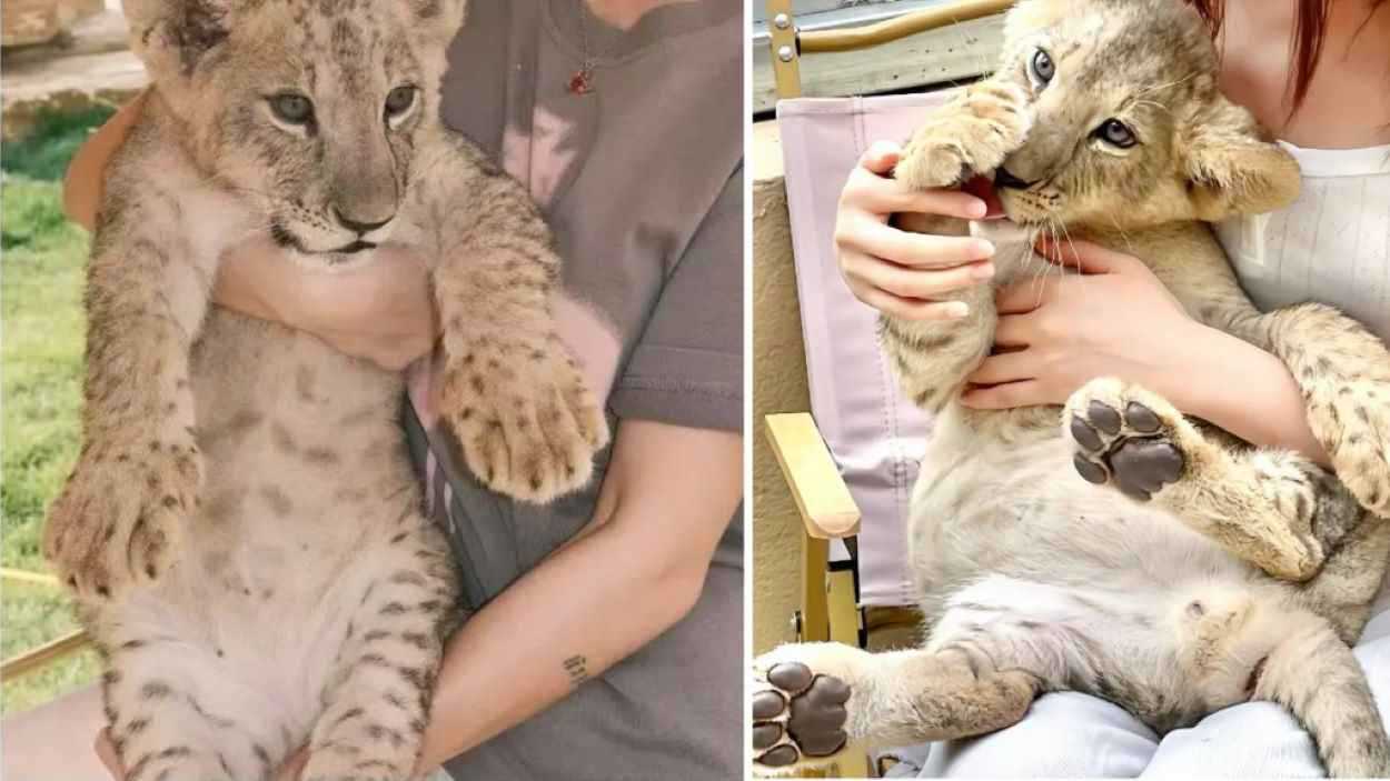 مطعم صيني يثير الغضب بعرض "غريب" على قائمة طعامه