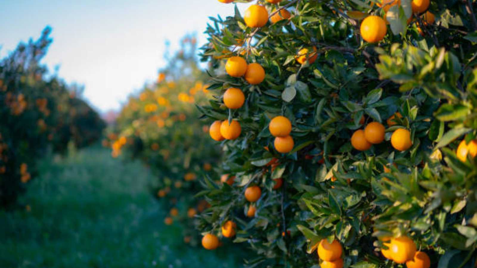 ماذا يحدث لجسمك عند تناول برتقال "اليوسفي" يومياً في الشتاء؟