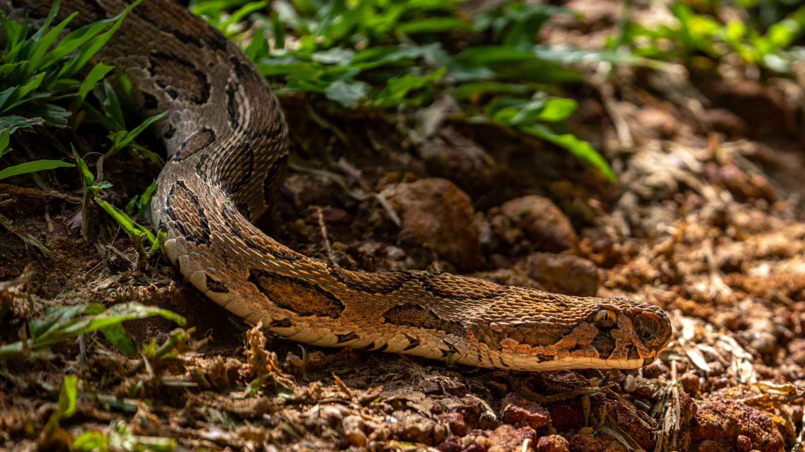 أخطر الأفاعي في العالم تزداد شراسة.. دراسة تفسّر