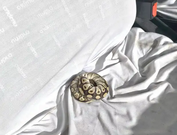 الأفعى التي عثر عليها في جيب الرجل