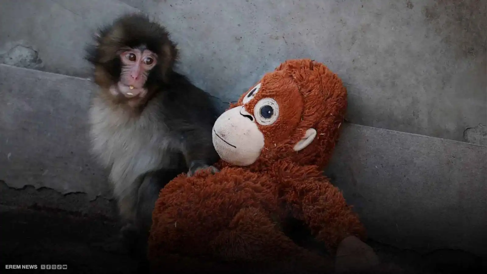 الأكثر مبيعاً بالعالم.. القرد "بانش" يمنح "إيكيا" ثروة ضخمة بفضل دميتها