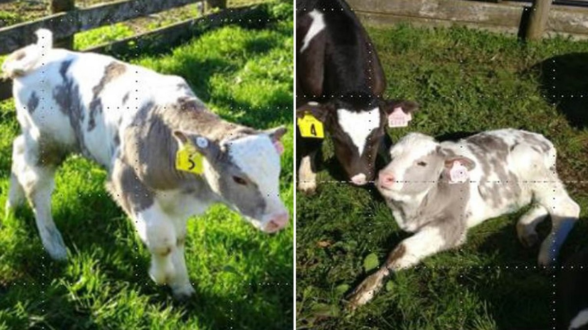 ابتكار تعديل جيني لحماية الأبقار من تغير المناخ ورفع إنتاجيتها