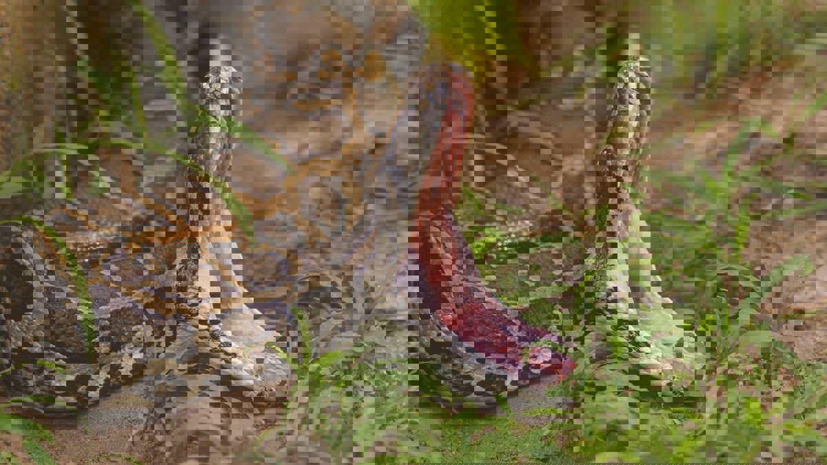 صور صادمة.. العثور على امرأة مفقودة في بطن ثعبان

