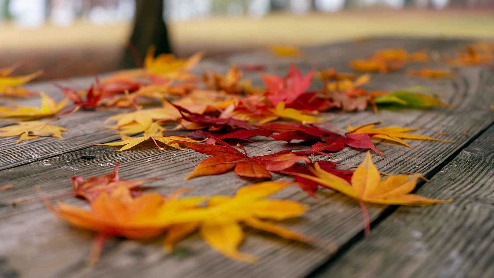 "حزن سبتمبر".. لماذا نشعر بالقلق مع نهاية الصيف؟