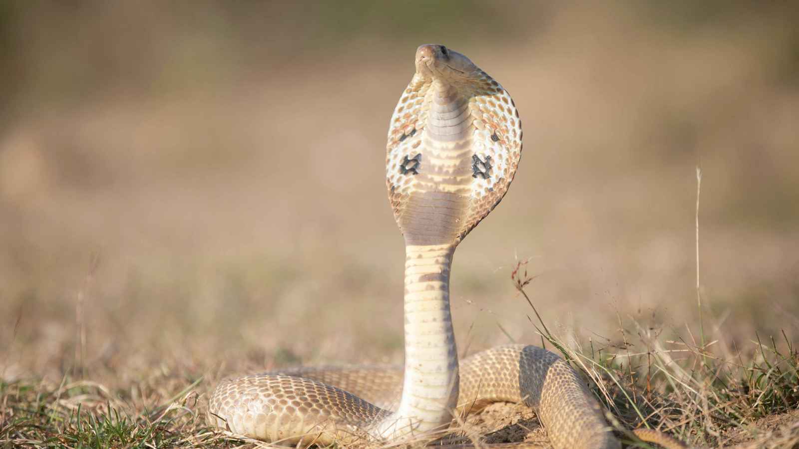 بطول 4 أمتار.. ثعبان كوبرا يثير الذعر داخل فندق (فيديو)