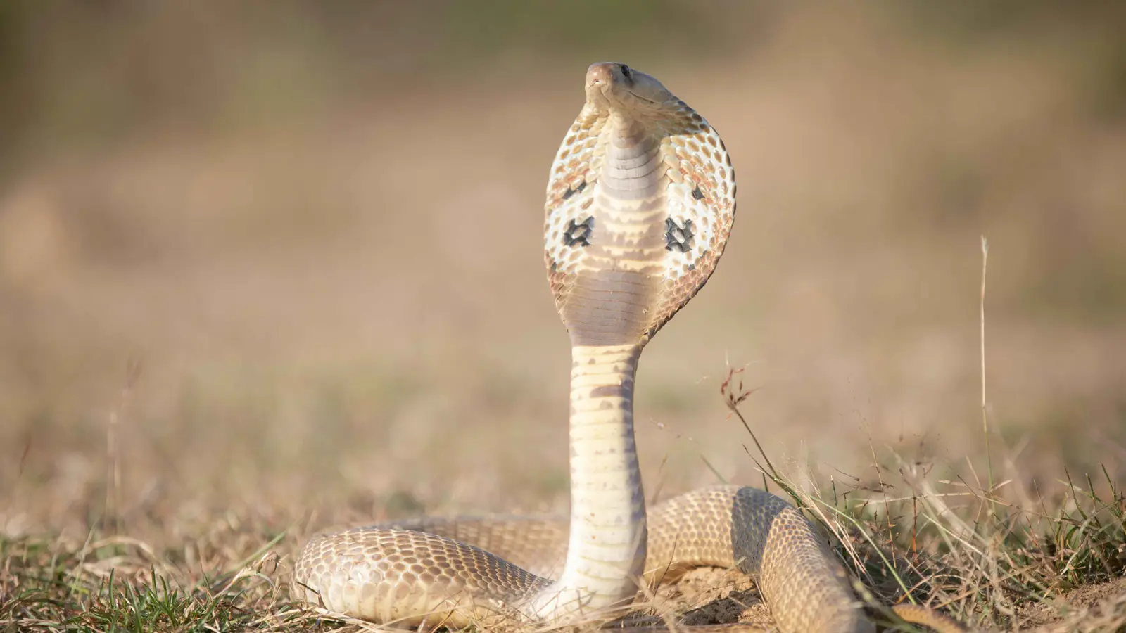 بحادثتين منفصلتين.. وفاة امرأتين بلدغات أفاع خطيرة بالهند