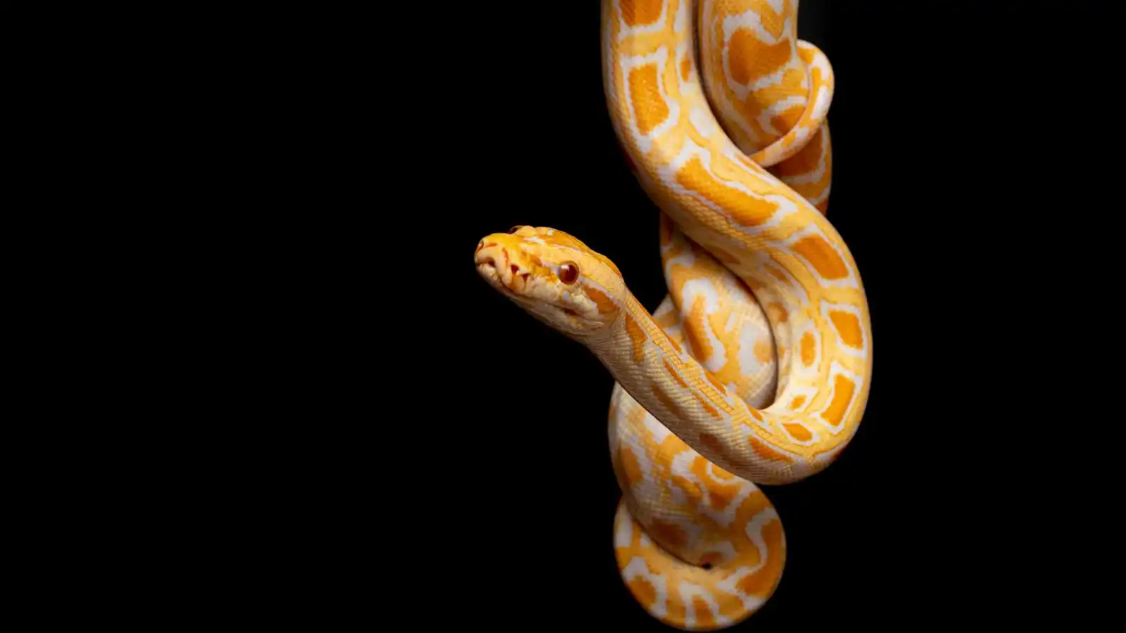 بمشهد مرعب.. ثعبان ضخم يثير فزع المارة في تركيا (فيديو)