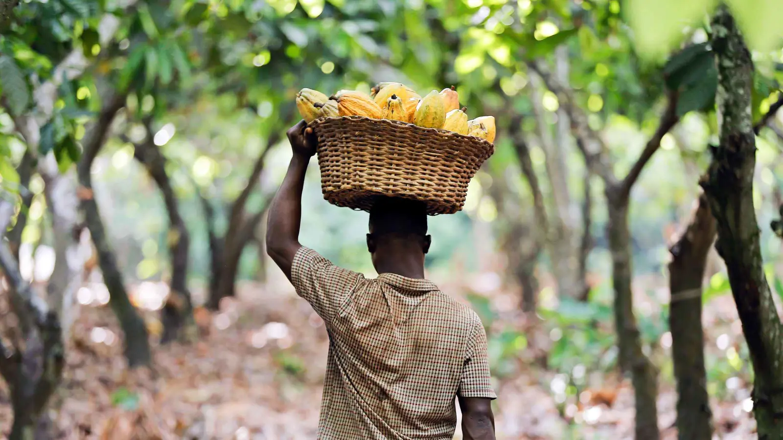 رسوم ترامب تهدد تجارة الكاكاو والفانيليا في أفريقيا