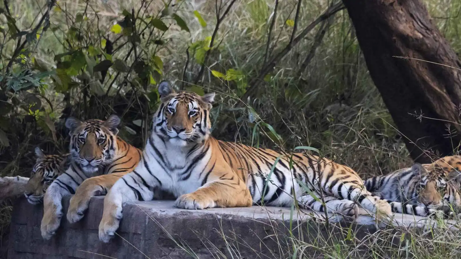 "كارثة بريّة".. نفوق 72 نمرا بسبب "فيروس قاتل" في تايلاند