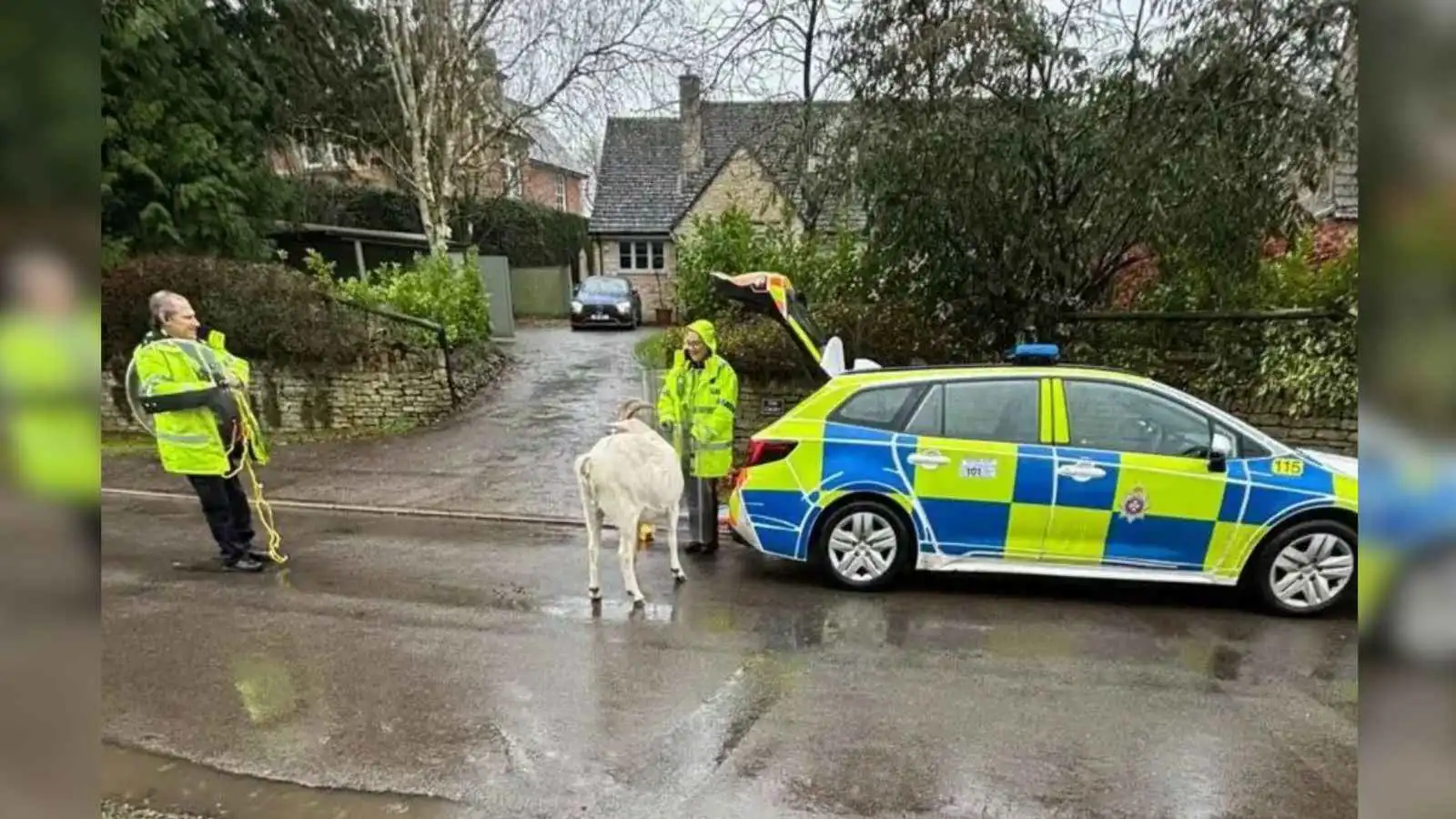 إنجلترا.. ماعز يثير غضب السكان والشرطة تتدخل (فيديو)