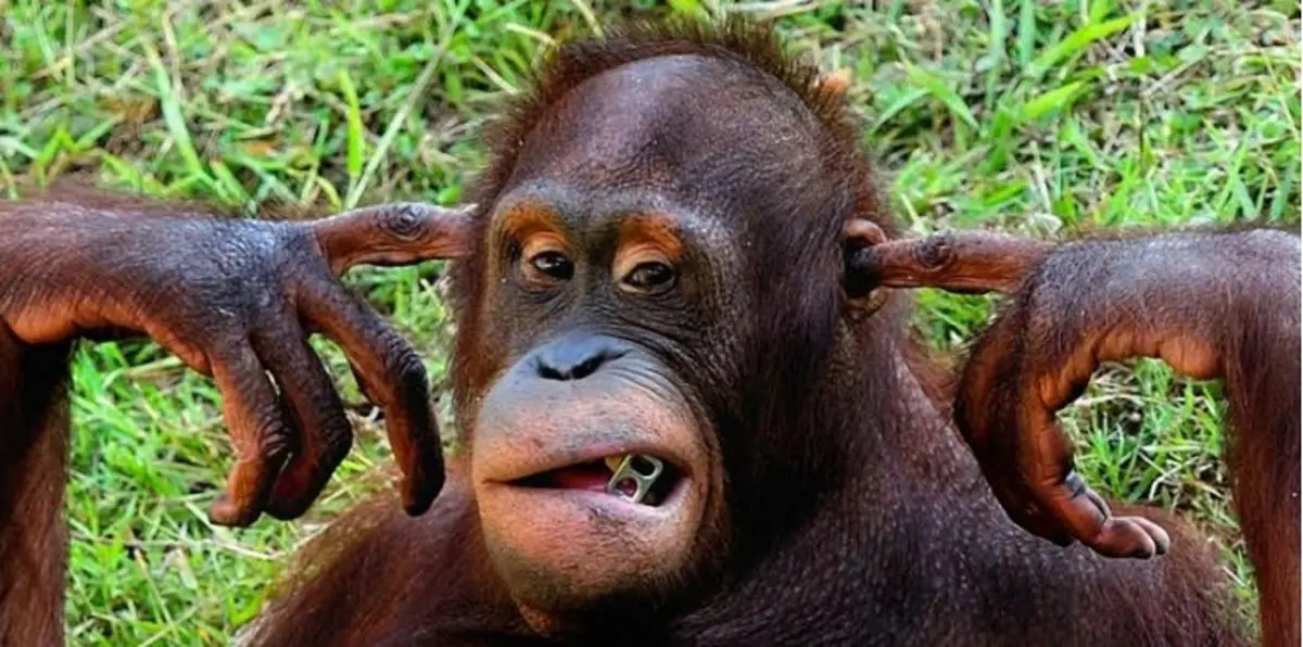 هل تفكر الحيوانات مثل الإنسان؟