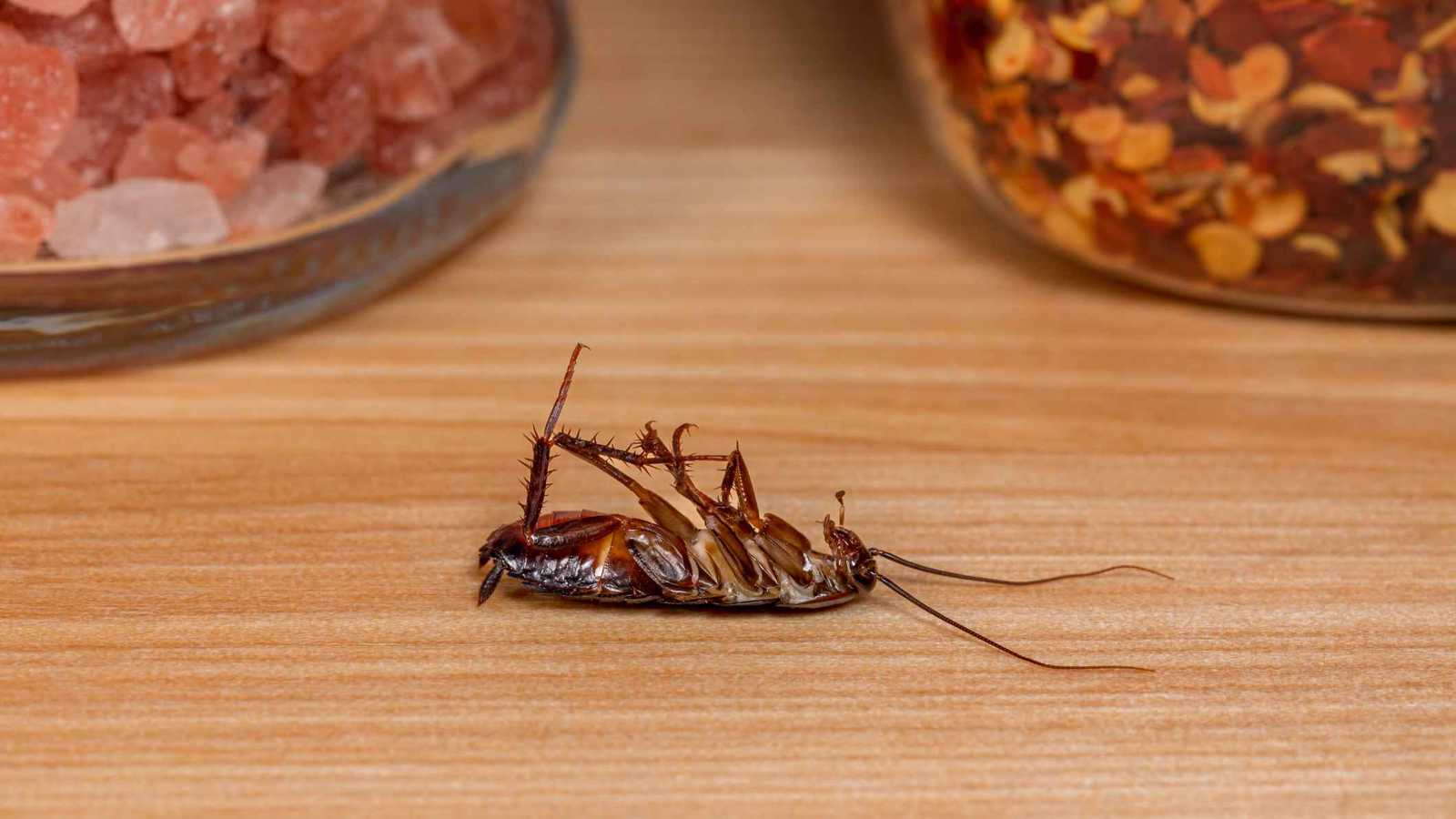 امرأة تشعل حريقا مميتا في محاولة لقتل صرصور