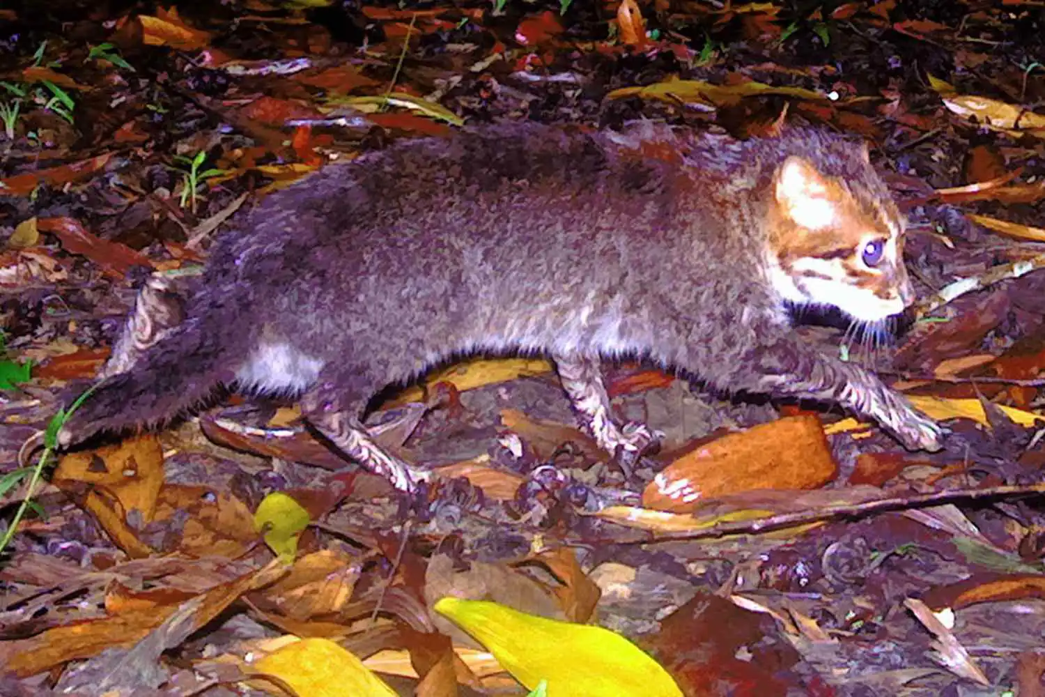 قطة الرأس المسطح النادرة