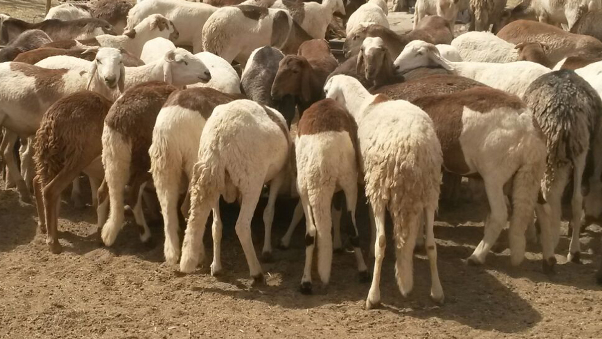 نفوق مئات الرؤوس من المواشي بسبب علف مسمم في السعودية (صور)