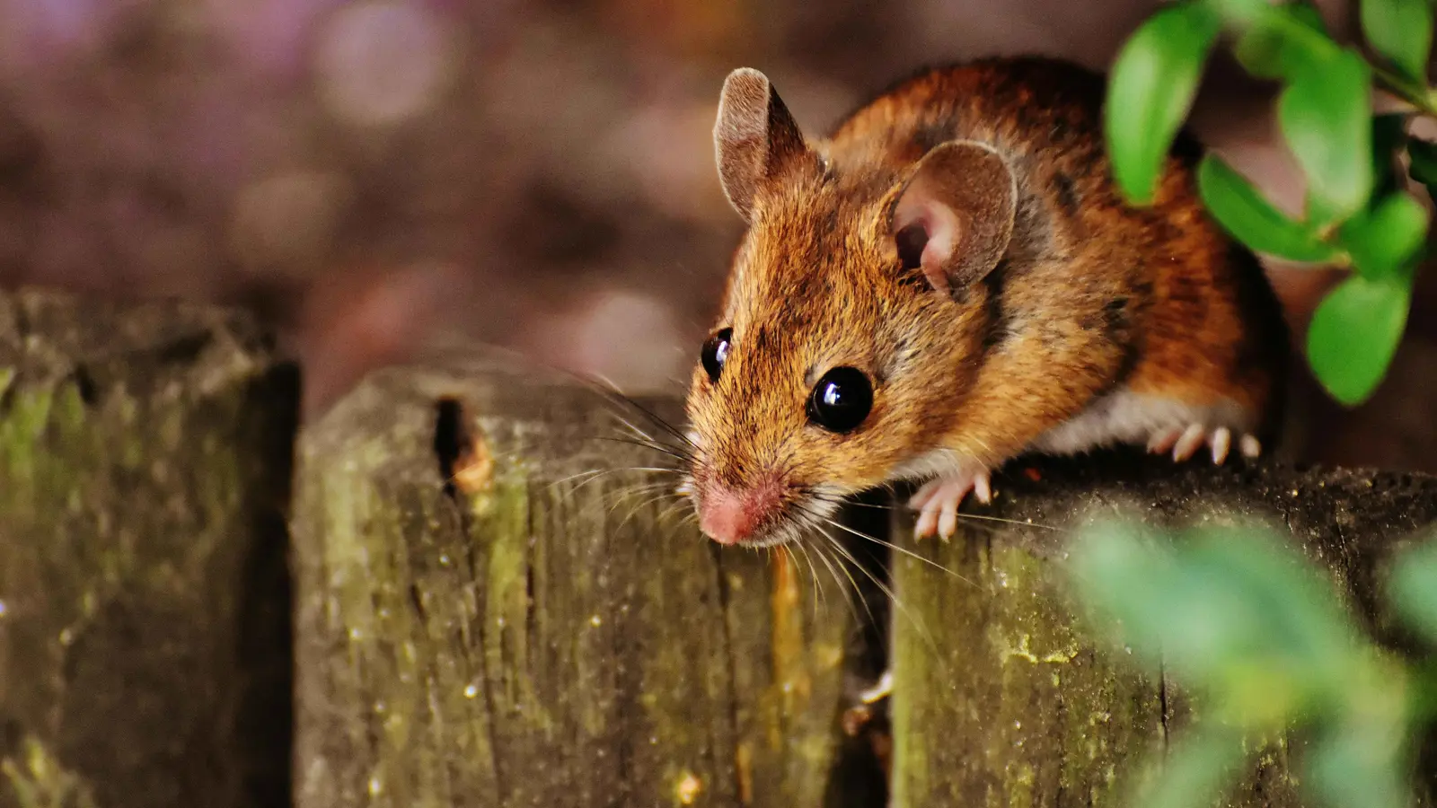 الفئران تظهر سلوكا "مفاجئا" في إنعاش رفقائها فاقدي الوعي (فيديو)