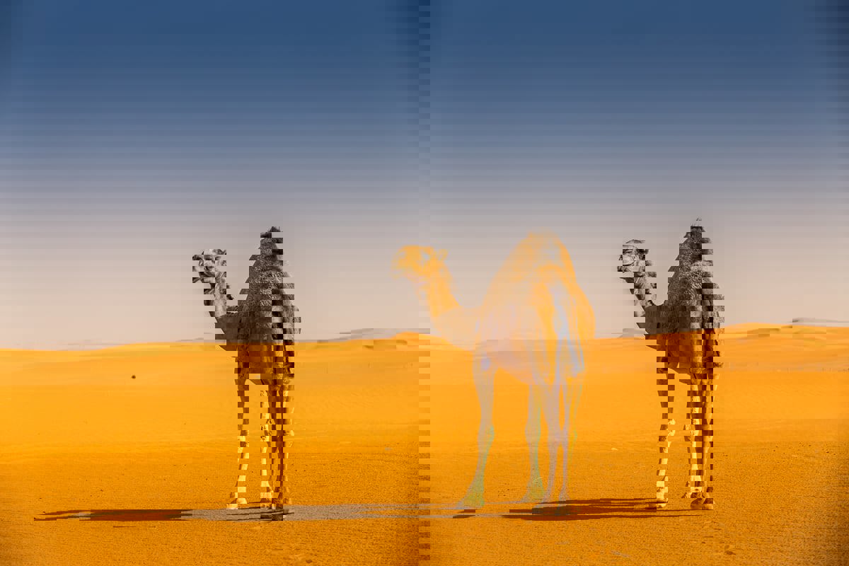 السعودية.. مخالفة "طريفة" تنتهي بسجن صاحبها (فيديو)