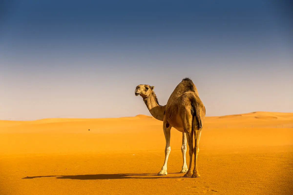 السعودية.. مخالفة "طريفة" تنتهي بسجن صاحبها (فيديو)