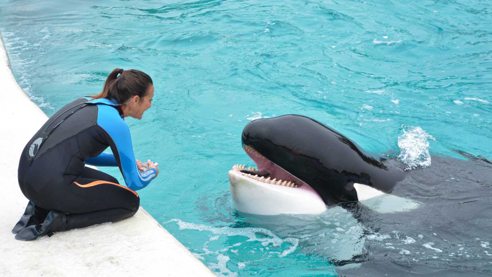 وفاة الحوت "الأكثر وحدة في العالم" بعد 33 عاماً في الأسر (صور)