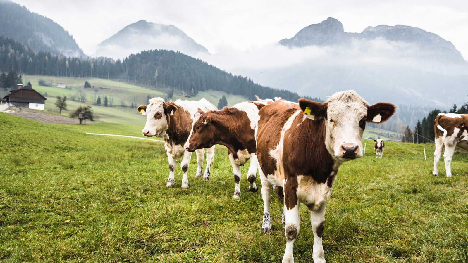 وفاة متنزّه مسن بعد هجوم أبقار في جبال الألب