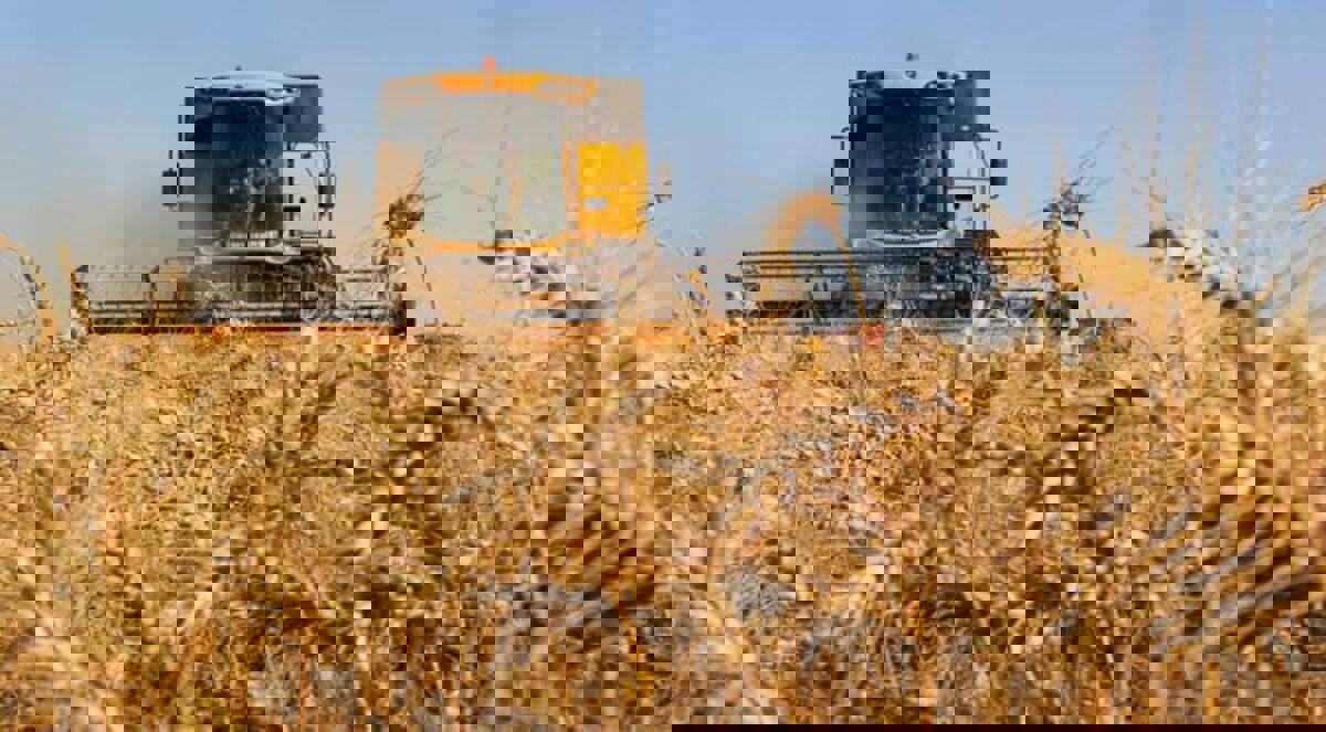 بلومبيرغ: قمح روسيا يضمن لها موطئ قدم في أفريقيا