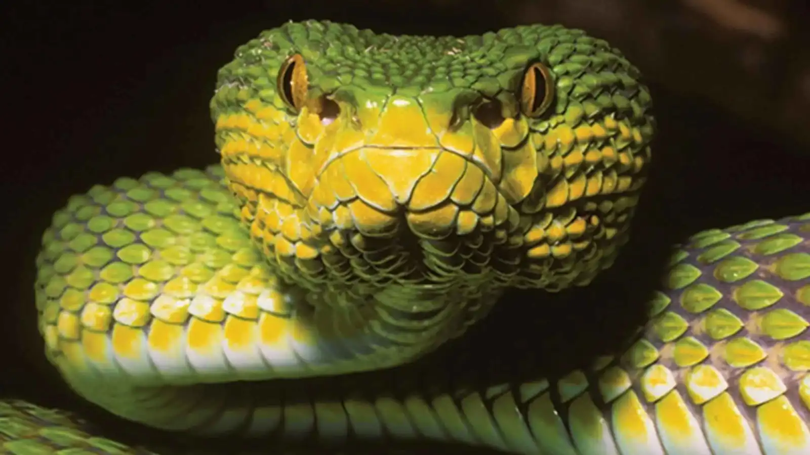 "لغز محير".. اكتشاف نوع جديد من الأفاعي يجمع صفات عدة فصائل معًا